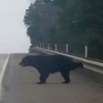 Driver Strikes Bear On I-79