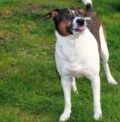 Officials Warn Of Online Dog License Scam
