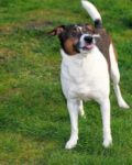 Officials Warn Of Online Dog License Scam