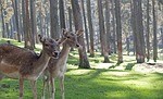 Hunting Licenses On Sale Monday