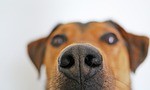 ‘Hot Car Bill’ Allows Police, First Responders To Enter Vehicles To Retrieve Distressed Animals
