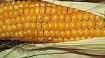 Despite Rainy Weather, Pa. Sweet Corn Doing Better Than Expected