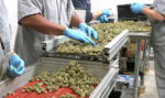 Two New Conditions Eligible For Medical Marijuana
