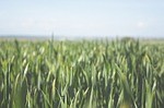Dairy Summit To Highlight Margin Coverage Program