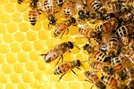 Money To Benefit Community Apiary