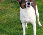 Redevelopment Authority Considers Pet Fee
