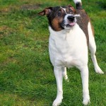 Redevelopment Authority Considers Pet Fee