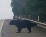 Bear Hunting Season Could Set New Records