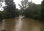 Project Aims To Improve Fish Habitat In Butler Park